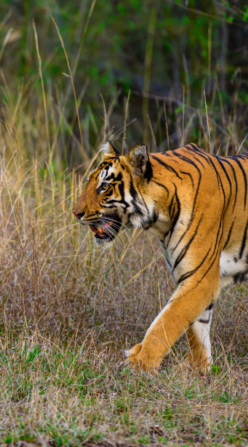 Tiger in Panna National Park