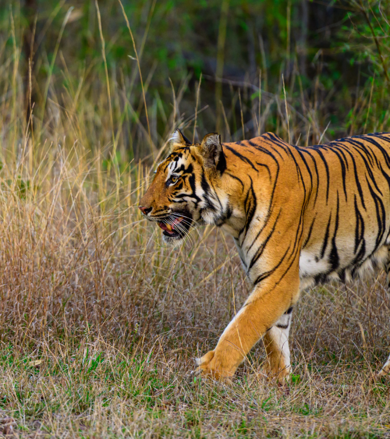 Tiger in Panna National Park