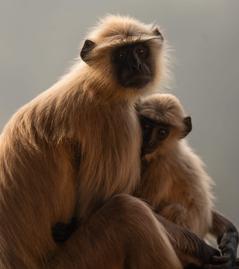 Monkey family in Orchha